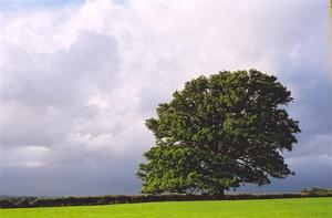 Oak tree in field aginst heavy sky