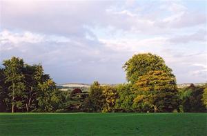 Thick tree line in field