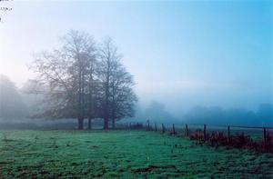 Morning mist in fields
