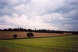 Fields and trees heavy sky