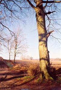 Tree by road