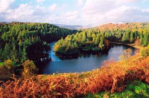 Lake surrounded by Forest and with island, dried ferns in the foregrd, beautiful falll colors