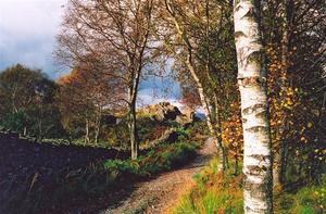 Trees, path along a stone wall and 'white' tree trunk in foregrd