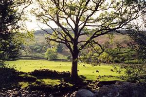 Oak tree near stream, broken stone wall, against light and bright green field with grazing sheep
