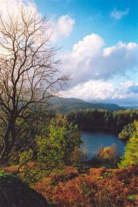 View on blue lake thru ferns and trees (one barren on left side), blue cloudy sky