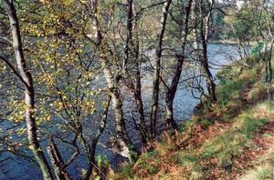 Trees on blue lake bank, tiny leaf covered path on right side