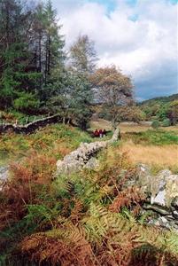 Gang walking on fern covered path along stone walls, pines, cloudy sky