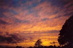 Orange-pink clouds over BP trees