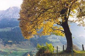 Yellow leaved lime tree with Rübli in the background