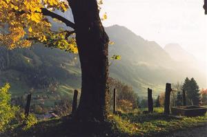 Lime tree trunk with green fields, Rougemont