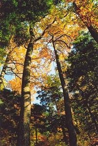 Ascending view of trees