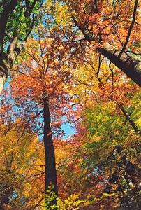 Ascending view of trees