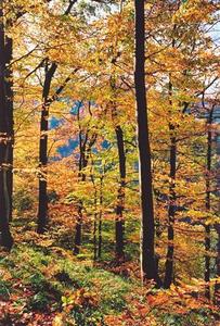 Forest in automn