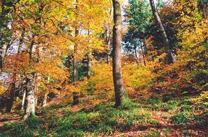 Forest in automn