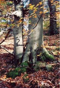 Close up of two tree trunks