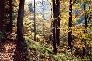 Forest in autumn