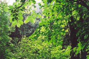 Green leaves in dense forest