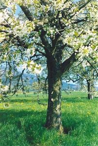 Blooming cherry tree, CH