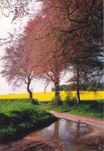 Copper Beaches before rape field and puddle