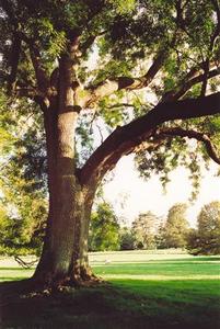 Tree on field with sheep