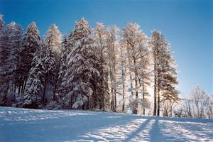 Snow covered trees and grd, sunrise?