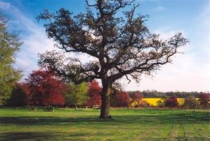 Oak tree with twisted branches, coulorful backgrd