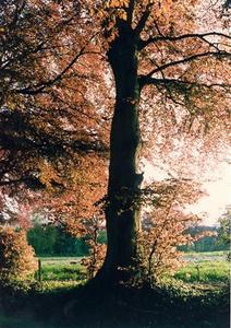 Copper beech tree in Brockwood