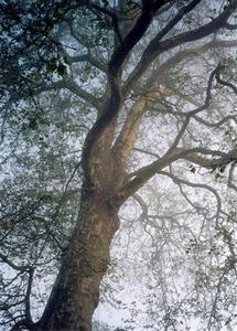 Sycamore in the mist