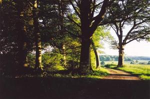 Shaded trees near path BP