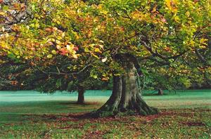 Automn colour beech tree BP fields