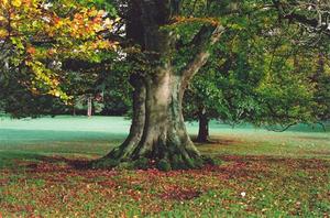 Automn colour beech tree BP fields