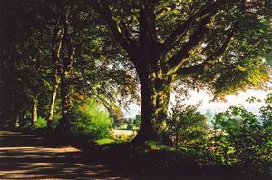 Trees along road, BP