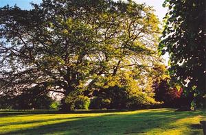 Trees in BP field