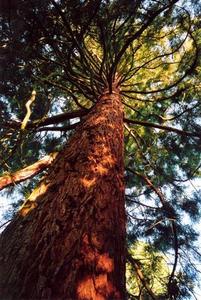 Ascending view of Sequoia in BP Grove