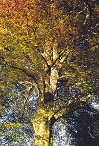 Copper beech in autumn