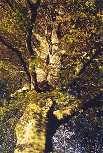 Majestic copper beech