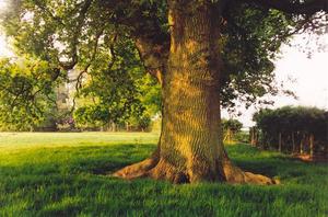 Oak tree in green field