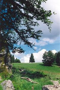 Trees and rocks on green hill