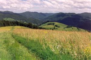 Yellow meadow viewing BF hills