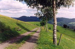 Path with bench an trees on hill