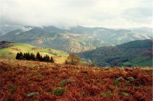 Dried ferns on hill