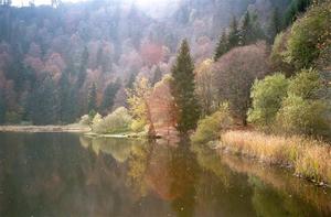 Lake surrounded by forest