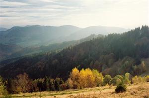 Forest on hill