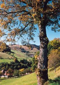 Tree looking down village vallee