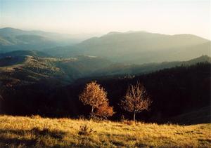 Hills and illuminated trees