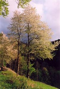 Trees with white blossom