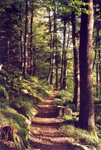 Path through forest