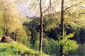 Spring blossoms on trees