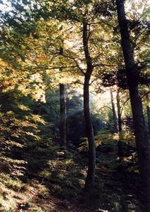 Light beams thru trees