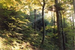 Light beams through trees